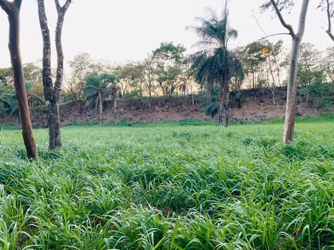 Se vende espectacular finca Chiriquí 10,000 por hectárea