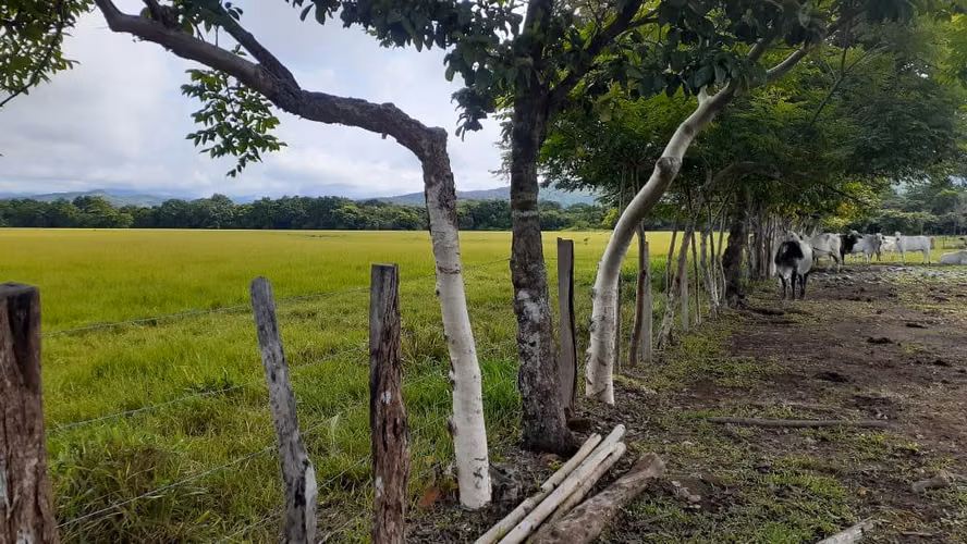 Se vende espectacular finca Chiriquí 10,000 por hectárea