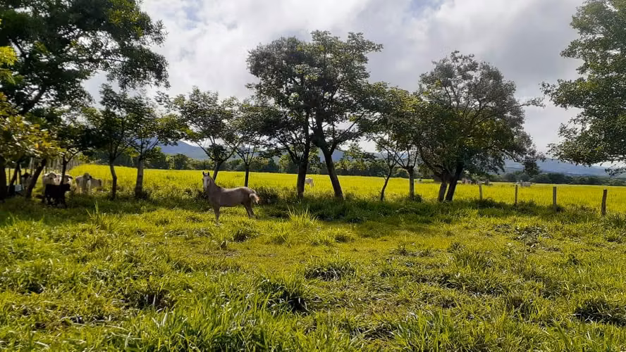 Se vende espectacular finca Chiriquí 10,000 por hectárea