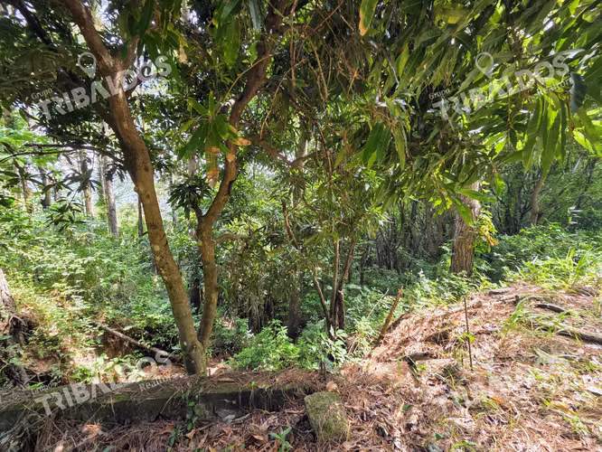 VENTA DE TERRENO EN SORA BEJUCO - Imagen 5