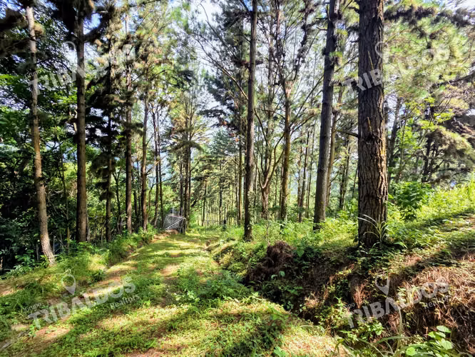 VENTA DE TERRENO EN SORA BEJUCO - Imagen 12