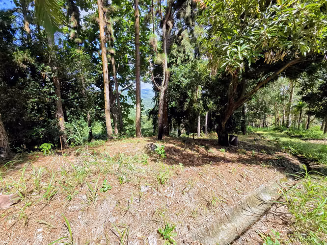 VENTA DE TERRENO EN SORA BEJUCO