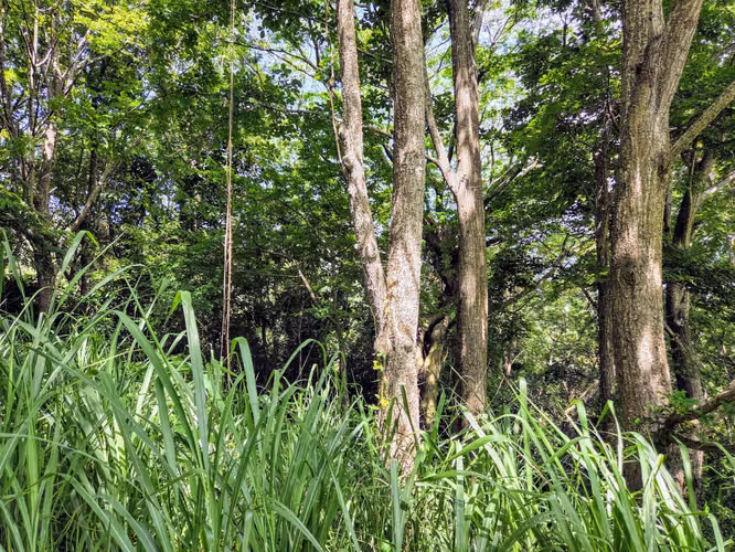VENTA DE TERRENO EN SORA BEJUCO