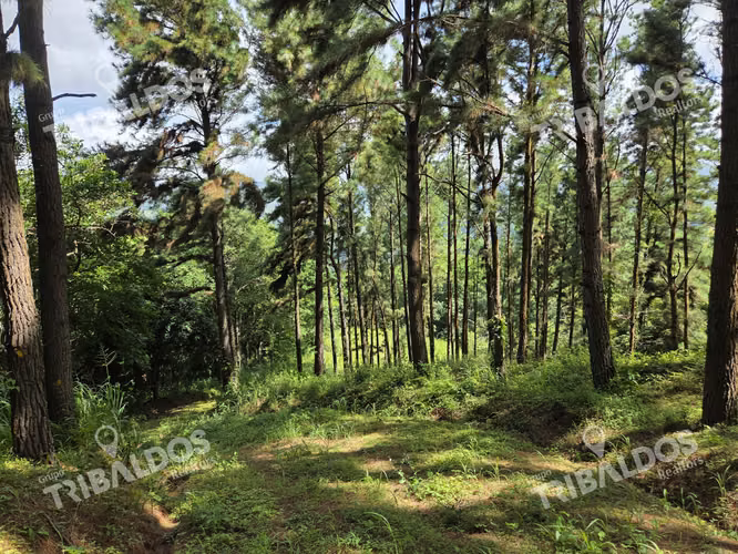 VENTA DE TERRENO EN SORA BEJUCO - Imagen 8