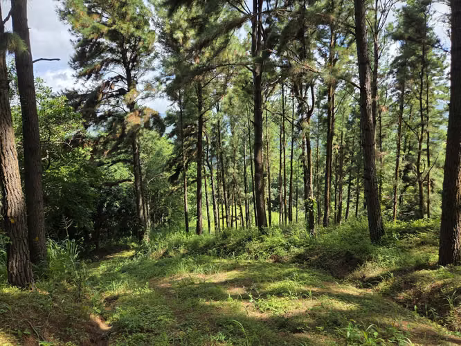 VENTA DE TERRENO EN SORA BEJUCO