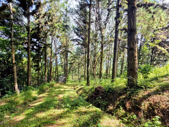 VENTA DE TERRENO EN SORA BEJUCO