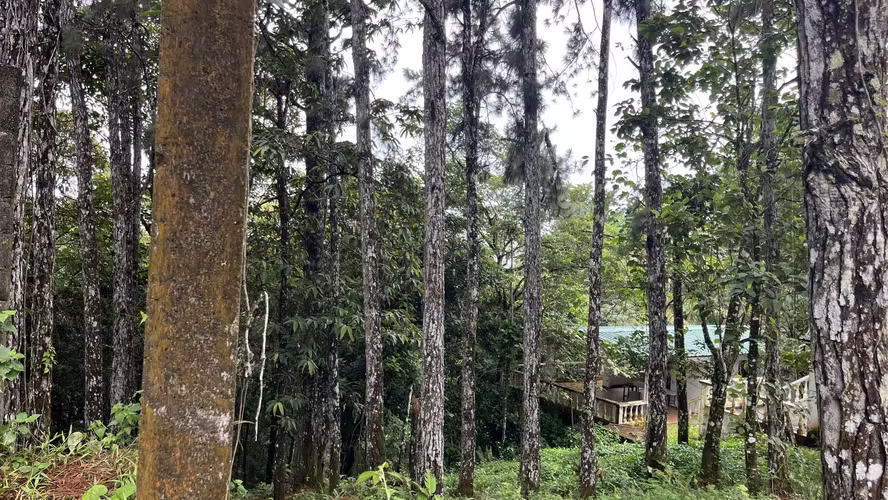Se vende Terreno - Lote de 1594 mts en Altos de Cerro  Azul - Imagen 8