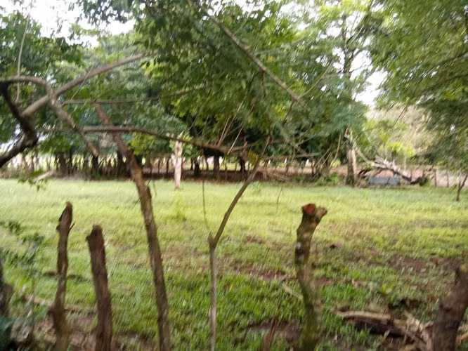 Finca productiva  de 15 hectáreas en Chiriquí