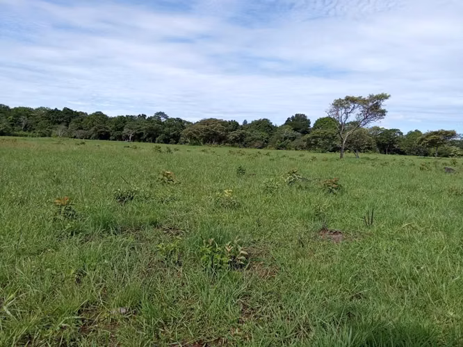 Finca productiva  de 15 hectáreas en Chiriquí