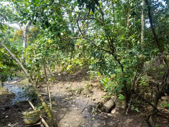 Se vende terreno en Tortí vía principal 1.5hectarea 35.000$ - Imagen 4