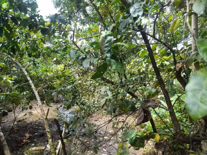Se vende terreno en Tortí vía principal 1.5hectarea 35.000$ - Imagen 5