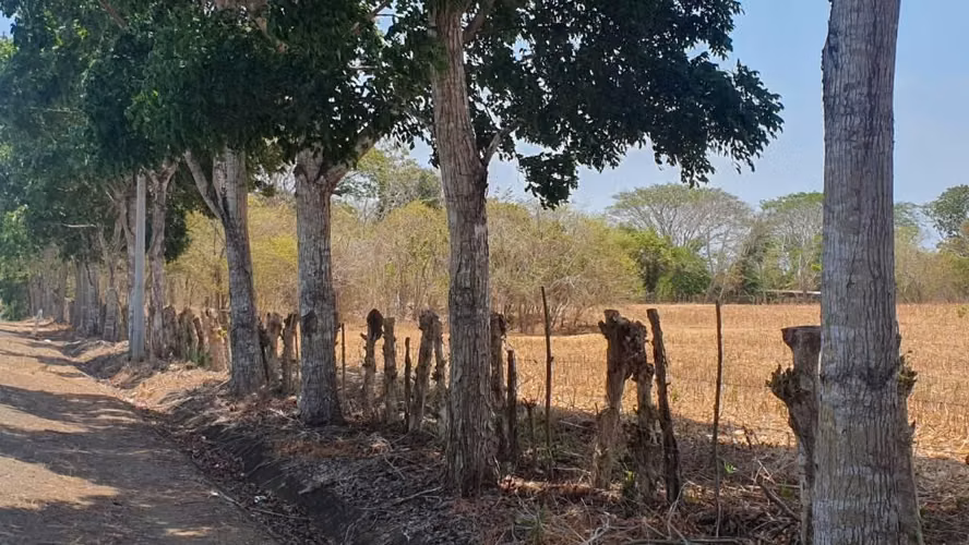 Finca 65 Hectáreas Pocri Los Santos $572,000