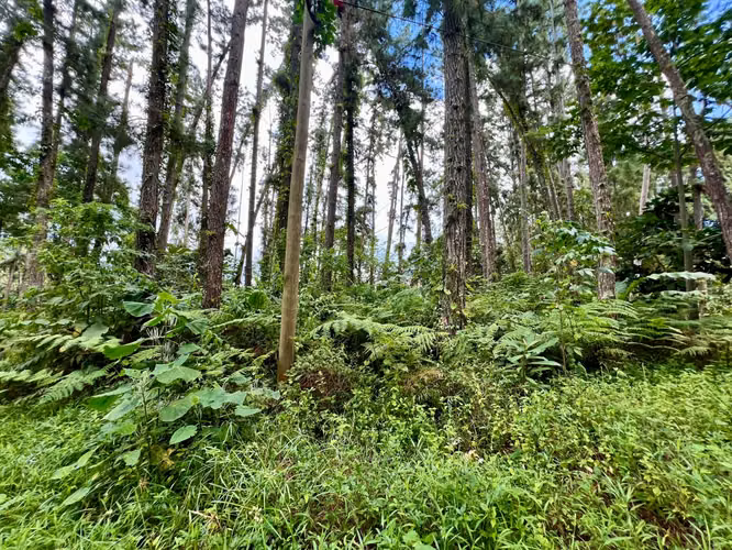 CAPIRA FINCA EN CERRO TRINIDAD EN VENTA