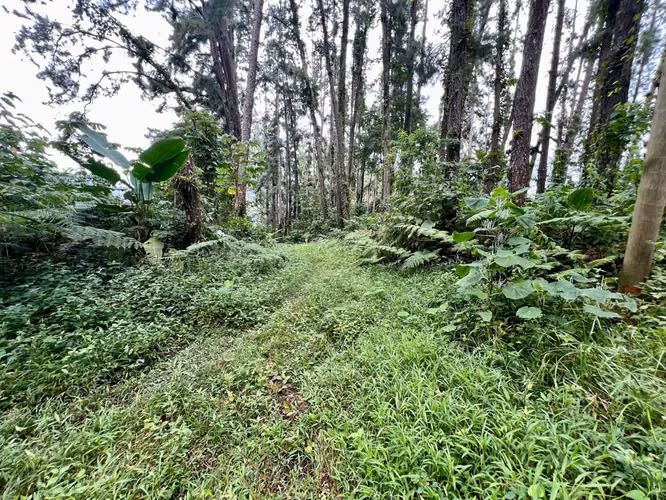 CAPIRA FINCA EN CERRO TRINIDAD EN VENTA