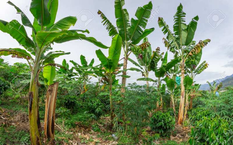 Se necesita finca alquilada para agricultura a 600 la hectarea