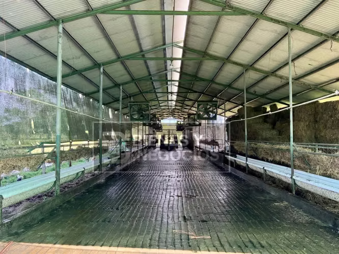 Finca en Chiriqui, Dolega, 89.8 hectáreas -Lecheria en Rovira