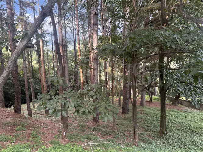 OPORTUNIDAD! Se vende Hermoso Terreno en Altos del Maria - Imagen 7