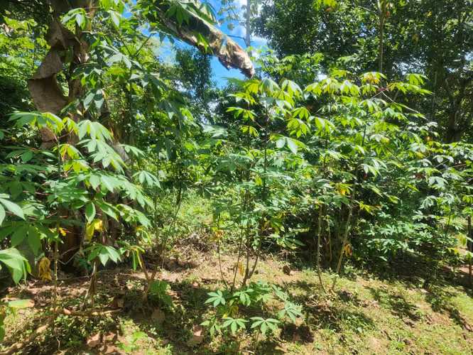 VENDO PROPIEDAD EN LAS ACACIAS DE ARRAIJAN