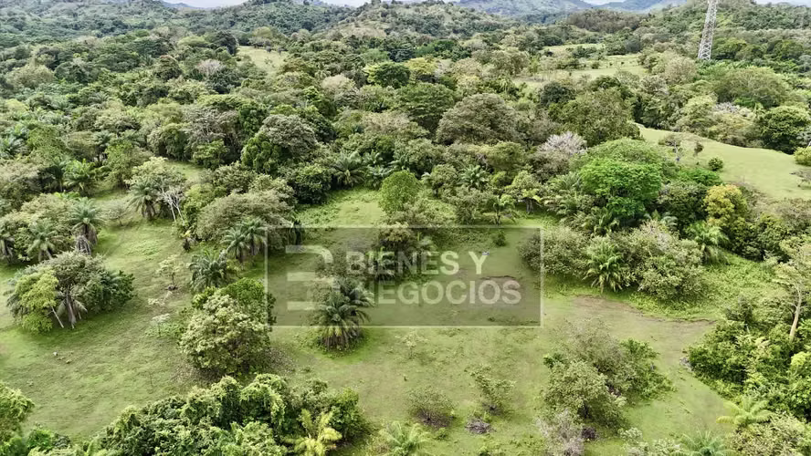 Terreno en Chiriqui, Puerto Armuelles, 22.8 hectáreas - Imagen 4