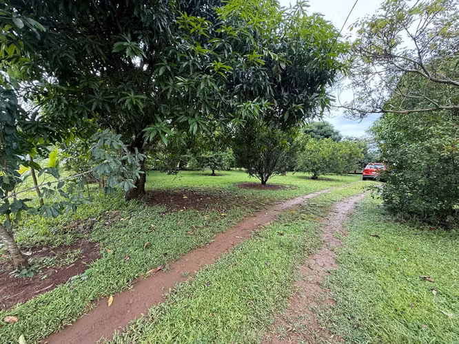 Venta de finca en Balita, Tinajas, Chiriquí
