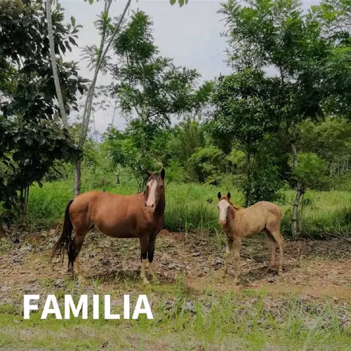 Proyecto de 60 lotes  solo quedan 3. ... GREEN DREAM PTY Las Mendozas de LA CHORRERA a 500/MES