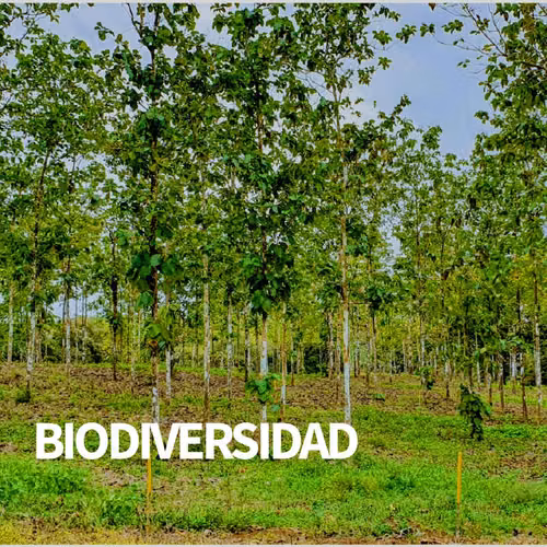 ¡SOLO QUEDAN 3 LOTES!.... Proyecto de 60 Lotes Green Dream PTY.... $500/Mes