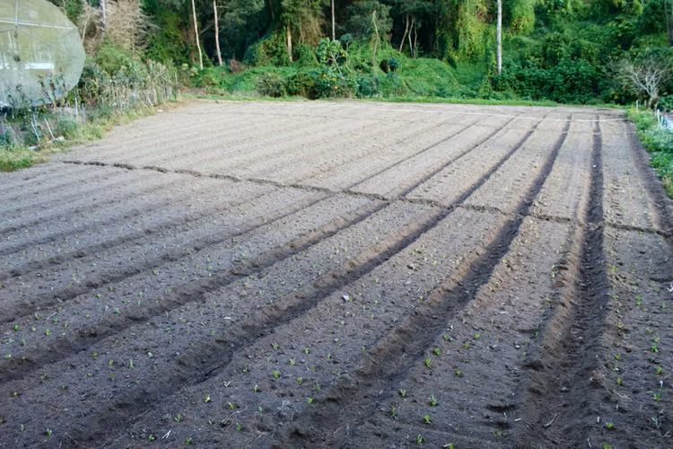Lote bajo Cerro Punta, Volcán