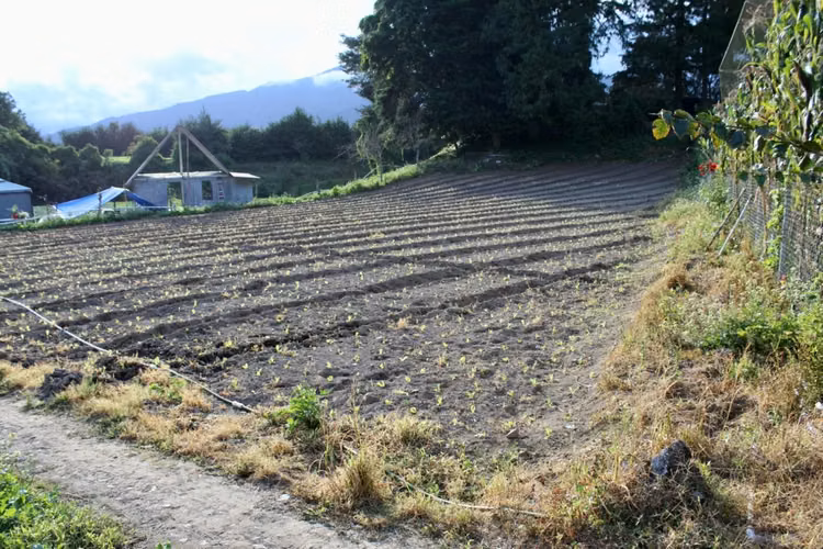 Lote bajo Cerro Punta, Volcán
