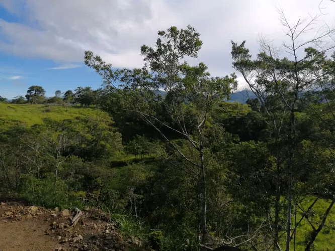 Terreno/Hectáreas planas en filas de Caisan Chiriquí