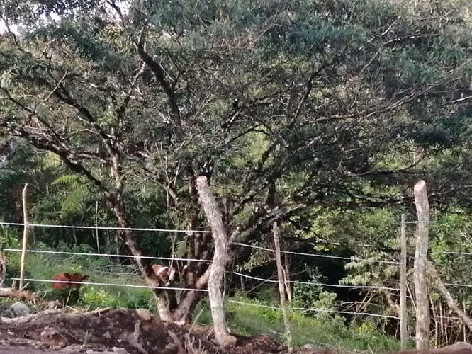 Terreno/Hectáreas planas en filas de Caisan Chiriquí