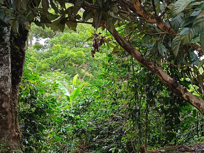 Se vende lote en El Salto, Boquete, Chiriquí - Imagen 3