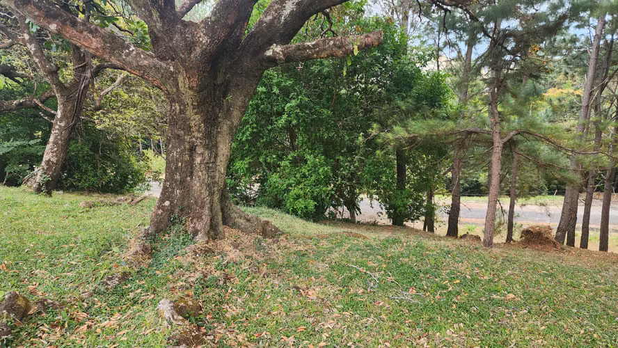 1408m2, LOTE DE MONTAÑA - ALTOS DEL MARÍA - SORÁ, PANAMÁ OESTE - Imagen 8