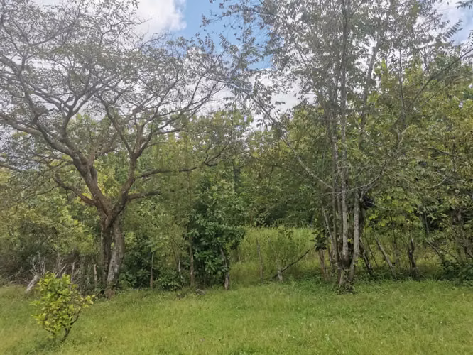 $70,000 VENDO FINCA EN CALOBRE 7.9 HECTAREAS LUZ Y AGUA POTABLE