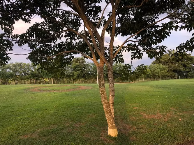 VENDO FINCA DE 29,000M2  LISTAS PARA SER UTILIZADA NEGOCIABLE - Imagen 4