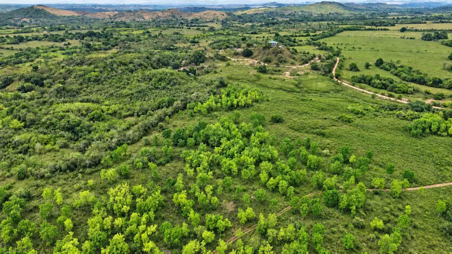 Se vende: 86.3 ha – segregaciones posibles – $7000/ha/negociables – San Cristóbal, Montijo, Veraguas - Imagen 5