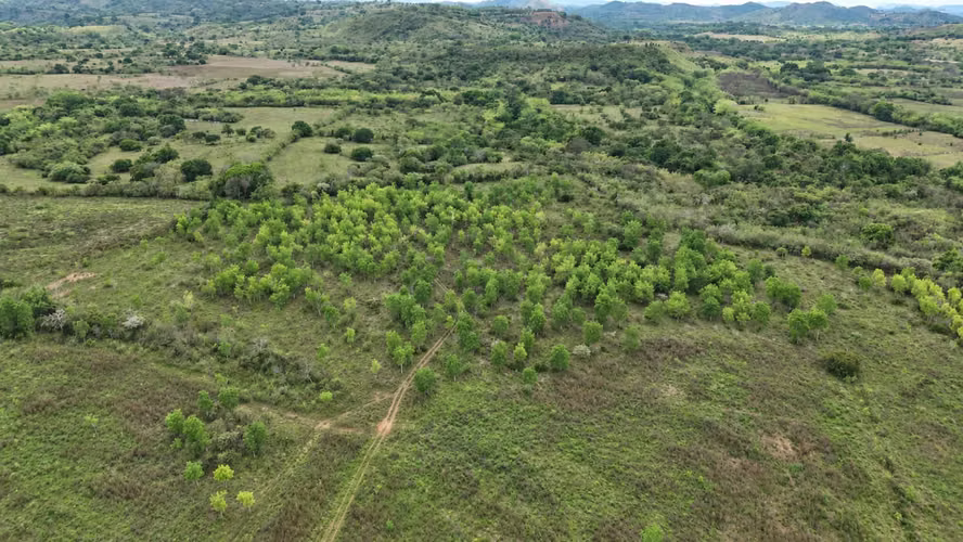 Se vende: 86.3 ha – segregaciones posibles – $7000/ha/negociables – San Cristóbal, Montijo, Veraguas - Imagen 7