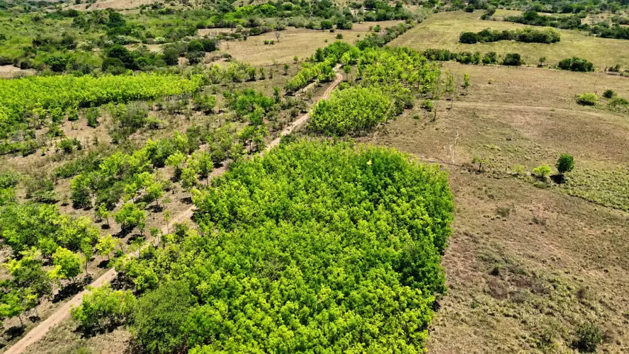 Se vende: 20.5 ha – segregaciones posibles – $8,000/ha – negociables – Llano Largo, Veraguas - Imagen 9