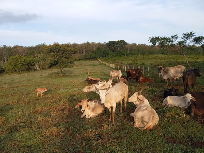 Se vende: 270.6 ha – segregaciones posibles – $7,500/ha – negociables – Metetí, Darién