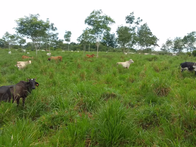 Se vende: 270.6 ha – segregaciones posibles – $7,500/ha – negociables – Metetí, Darién