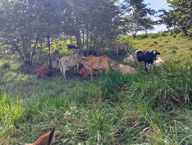 Se vende: 270.6 ha – segregaciones posibles – $7,500/ha – negociables – Metetí, Darién