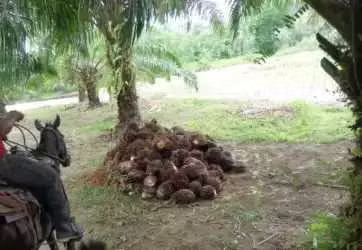$2,500,000 NEGOCIABLES VENDO 378 HECTAREAS EN BARU PROVINCIA CHIRIQUI