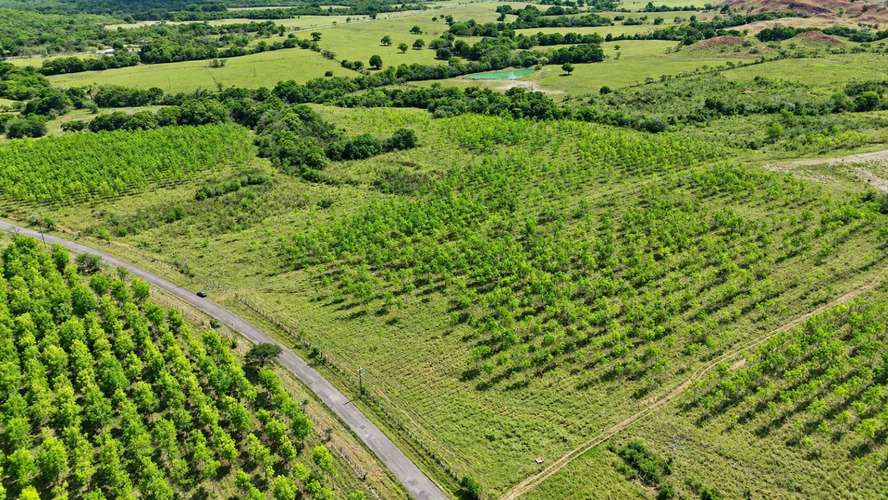 Se vende: 92.7 ha – segregaciones posibles – $9,750/ha – negociables – Aclita, Veraguas