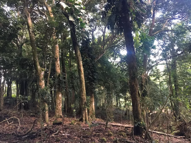 Venta de Terreno en la Laguna de San Carlos, 4,800m2