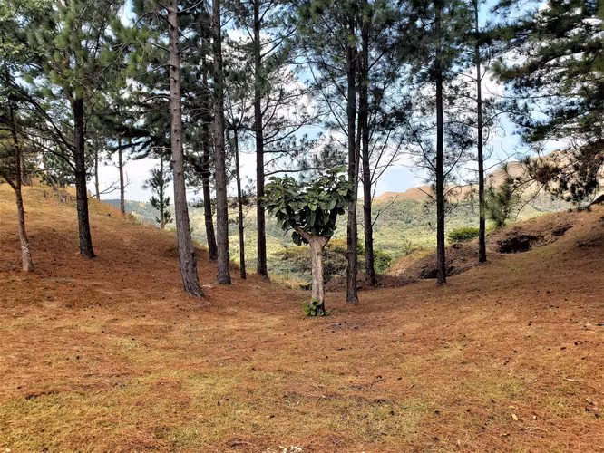 HERMOSA FINCA DE 12.3 HECTS Las Margaritas-El Valle - Imagen 4