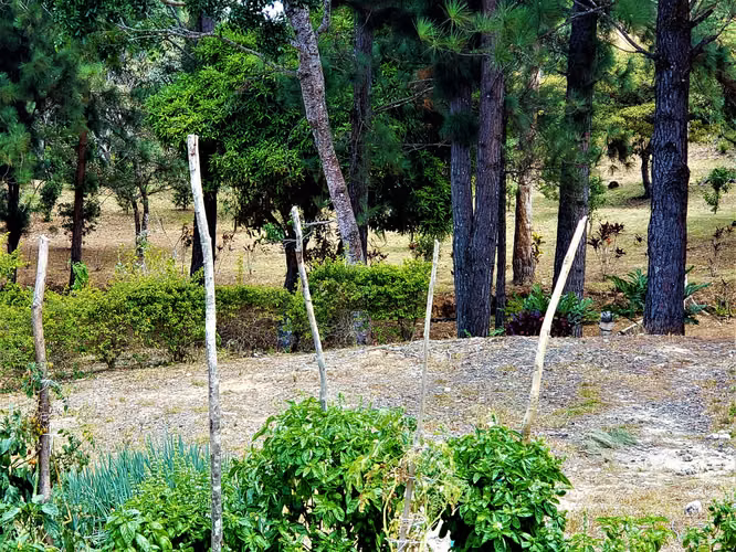 HERMOSA FINCA DE 12.3 HECTS Las Margaritas-El Valle - Imagen 17