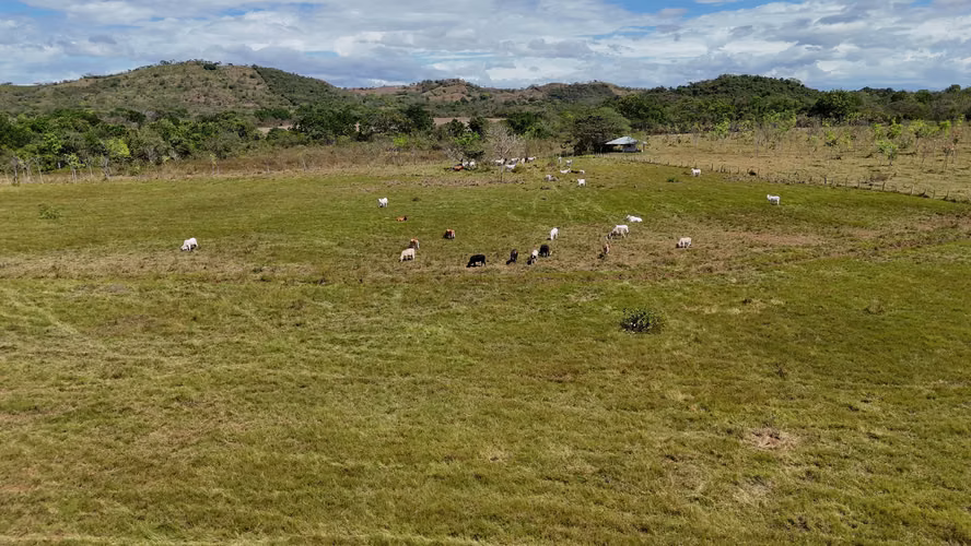 Se vende: 94.75 ha – segregaciones posibles – $8,000/ha – negociables – Montijo, Veraguas