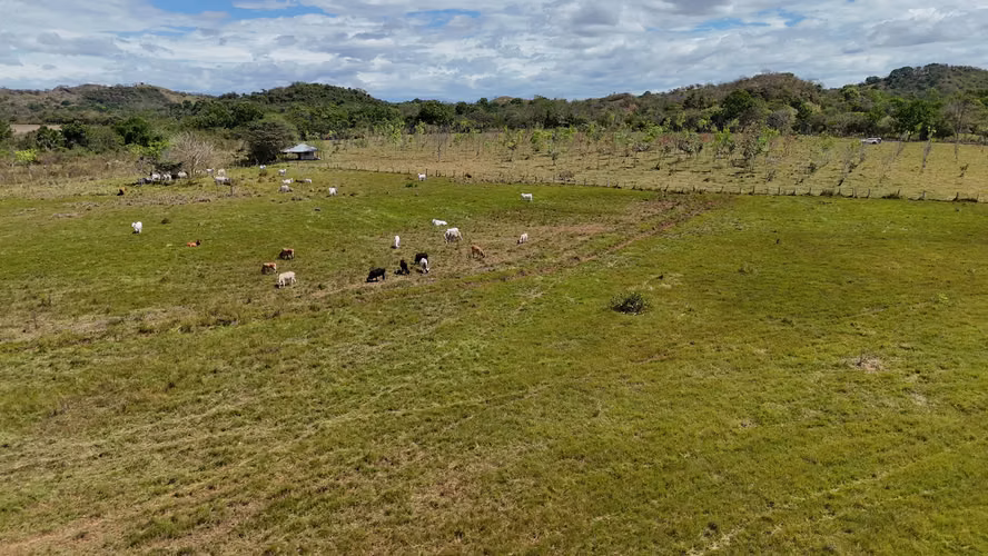 Se vende: 94.75 ha – segregaciones posibles – $8,000/ha – negociables – Montijo, Veraguas