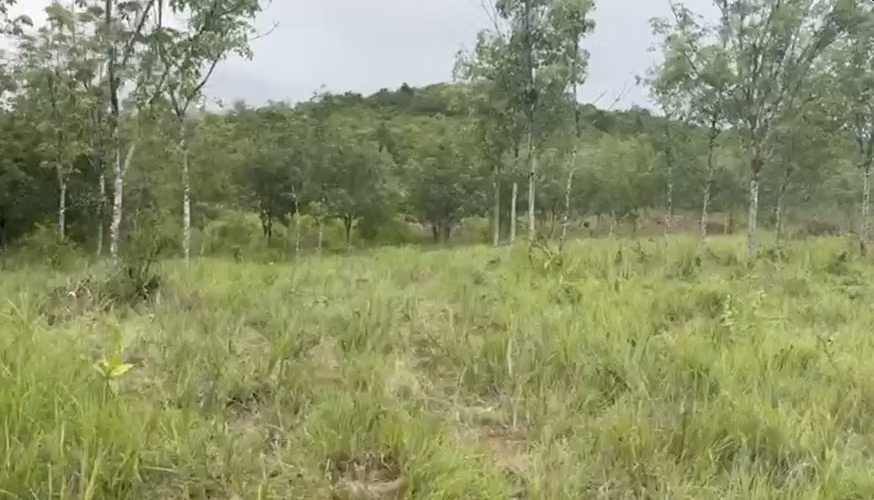 Se vende: 112.2 ha – segregaciones posibles – $7,000/ha – negociables – Llano Grande, Vía Soná - Imagen 4