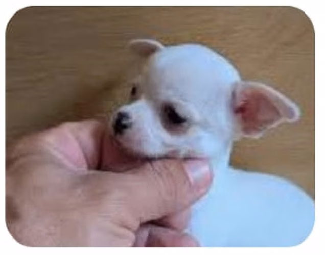 Se venden perros chihuahuas