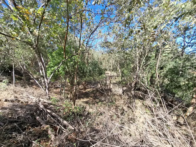 LAS UVAS DE SAN CARLOS TERRENO EN VENTA